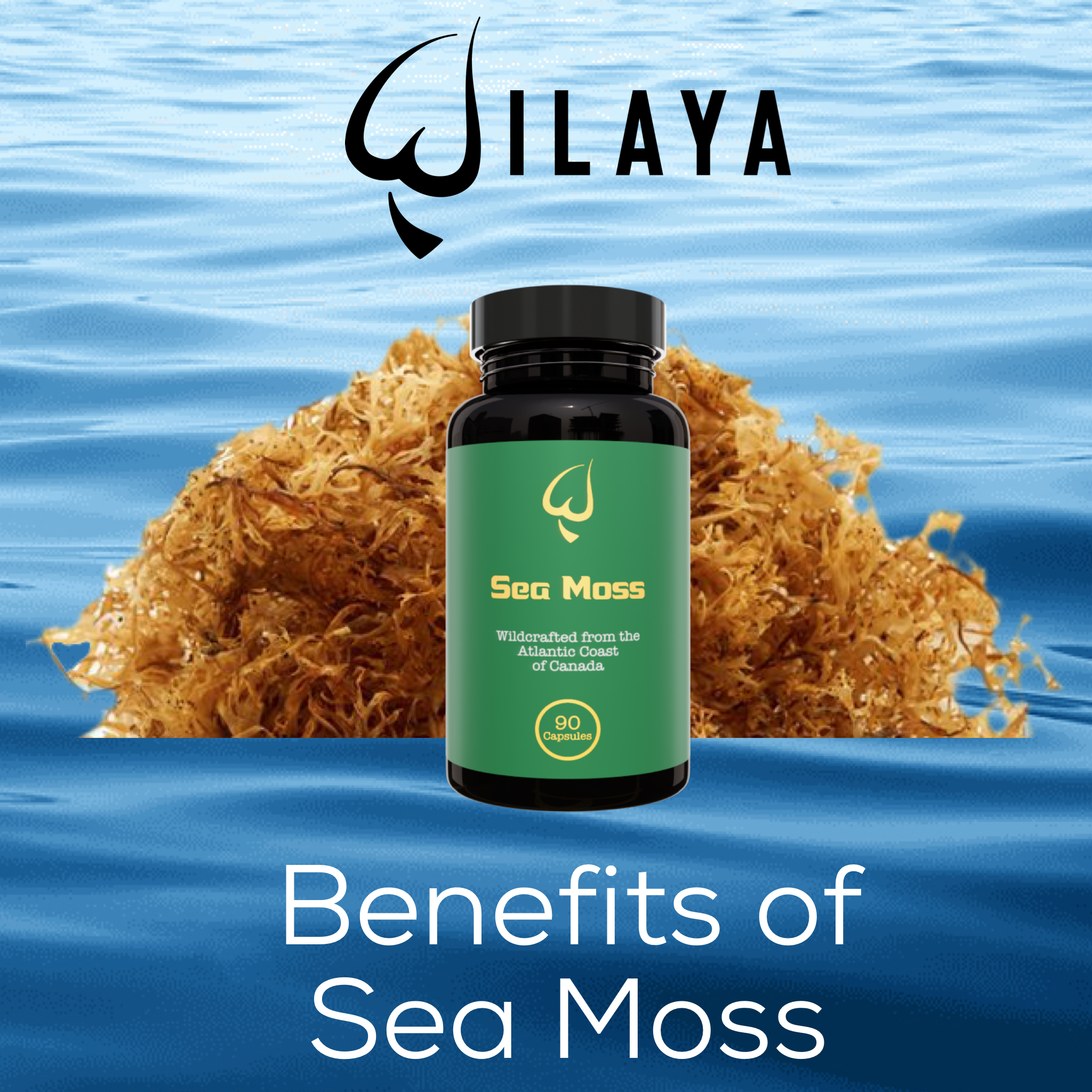 Benefits of Sea Moss