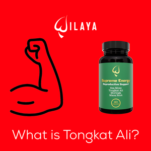 What is Tongkat Ali?