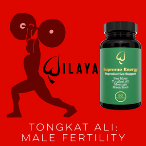 Tongkat Ali: Male Fertility