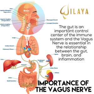 The Importance of the Vagus Nerve