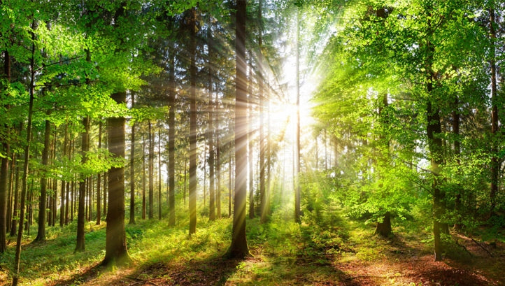 The Roots of Islamic Wellness